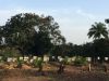 <p>Ebola Friedhof</p>