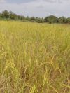 <p>Blick auf die Reisfarm kurz vor der Ernte 2021</p>
