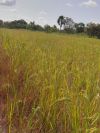 <p>Blick auf die Reisfarm kurz vor der Ernte 2021</p>